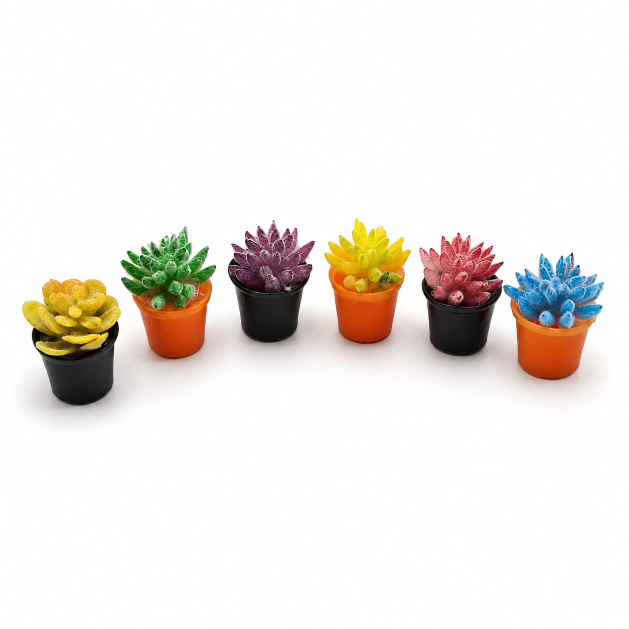 A Miniature Succulent Garden Set (6-Piece)